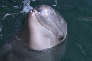 Dolphins in the Deep Blue Ocean