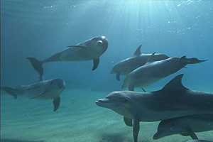 Dolphins in the Deep Blue Ocean