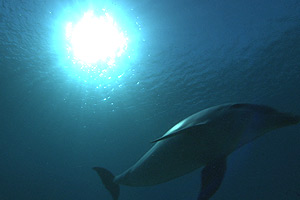 Dolphins in the Deep Blue Ocean