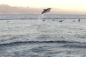 Dolphins in the Deep Blue Ocean