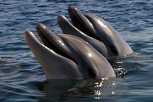 Dolphins in the Deep Blue Ocean