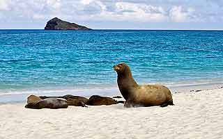 Galapagos - Das letzte Tierparadies auf Erden