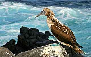 Galapagos - Das letzte Tierparadies auf Erden