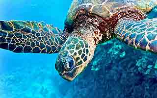 Galapagos - Das letzte Tierparadies auf Erden