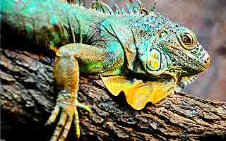 Galapagos - Das letzte Tierparadies auf Erden