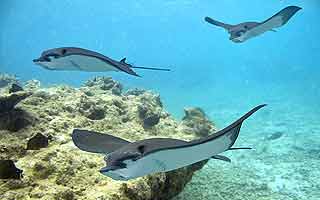 Galapagos - Das letzte Tierparadies auf Erden