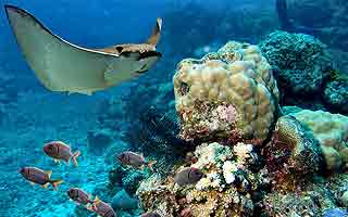 Galapagos - Das letzte Tierparadies auf Erden
