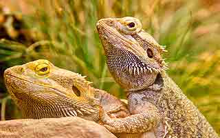 Galapagos - Das letzte Tierparadies auf Erden