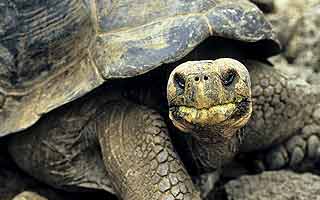 Galapagos - Das letzte Tierparadies auf Erden