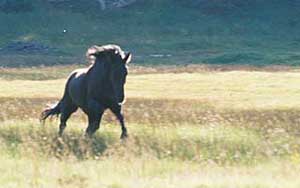 Das Geheimnis des wilden Mustangs