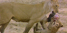 BBC Motion Gallery: Ultimate Wildlife Vol. 6: Spielen und Lernen & Erfindungsreichtum