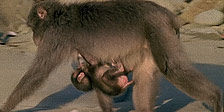 BBC Motion Gallery: Ultimate Wildlife Vol. 6: Spielen und Lernen & Erfindungsreichtum