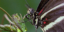 BBC Motion Gallery: Ultimate Wildlife Vol. 6: Spielen und Lernen & Erfindungsreichtum