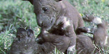 BBC Motion Gallery: Ultimate Wildlife Vol. 6: Spielen und Lernen & Erfindungsreichtum