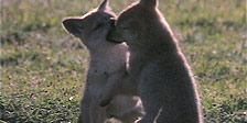 BBC Motion Gallery: Ultimate Wildlife Vol. 6: Spielen und Lernen & Erfindungsreichtum