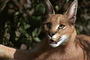 Ultimate Wildlife, Vol. 1: Katzen & Rangordnung