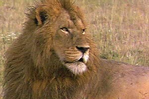 Ultimate Wildlife, Vol. 1: Katzen & Rangordnung