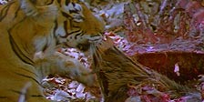 BBC Motion Gallery: Ultimate Wildlife Vol. 3: R&auml;uber und J&auml;ger & K&uuml;sten