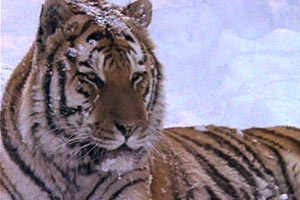 Ultimate Wildlife, Vol. 1: Katzen & Rangordnung