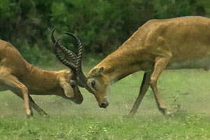 Ultimate Wildlife, Vol. 1: Katzen & Rangordnung