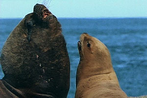 Ultimate Wildlife, Vol. 1: Katzen & Rangordnung