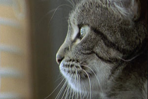 Ultimate Wildlife, Vol. 1: Katzen & Rangordnung