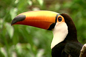 Das Weltnaturerbe - Schätze unserer Erde - Südamerika/Ozeanien