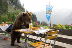 Der B&auml;r ist los