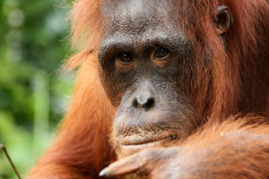 Einsatz für Orang Utans, Haie und Eisbären