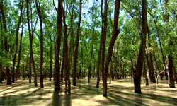 Weltnaturerbe