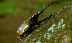 Weltnaturerbe