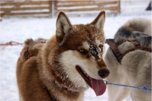 der husky mann