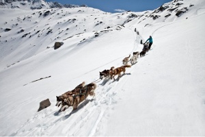 der husky mann