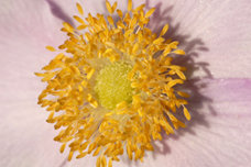 Beispielbild 150mm F2,8 EX DG Makro HSM