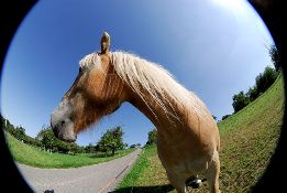 Beispielbild vom 8mm F3,5 EX DG Fisheye