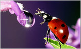 Micro-Dimming-Technologie