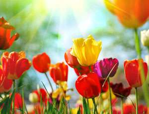 Videos mit au&szlig;ergew&ouml;hnlicher Bildbrillanz