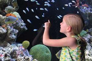 Modus f&uuml;r 1080p-Full-HD-Movies