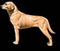 Hundeernährung
