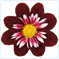 Blumenzwiebeln