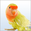 V�gel