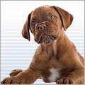 Hunde