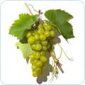 Wein