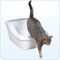 Katzentoiletten