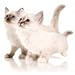 Amazon.de Katzen-Shop