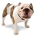 Amazon.de Hunde-Journal - Anmelden und gewinnen
