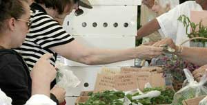 Food Fight