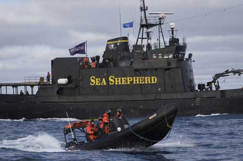 Whale Wars