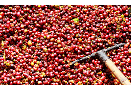 Anbau, Verarbeitung und Qualit�t