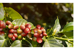 Wer trank den ersten Kaffee?